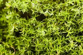 Attēlu rezultāti vaicājumam “Lophocolea minor macro”