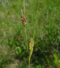 Attēlu rezultāti vaicājumam “Carex loliacea fruit”