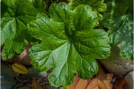 Attēlu rezultāti vaicājumam “Alcea rosea leaf”