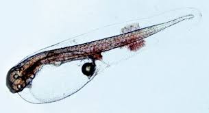 Image result for Scophthalmus maximus