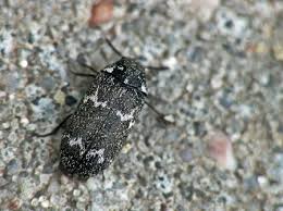 Attēlu rezultāti vaicājumam “Megatoma undata”