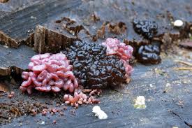 Attēlu rezultāti vaicājumam “Phleogena faginea young”