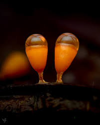 Attēlu rezultāti vaicājumam “Diderma montanum macro”