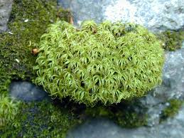 Attēlu rezultāti vaicājumam “Tortella tortuosa”