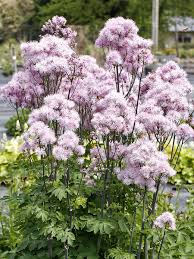 Attēlu rezultāti vaicājumam “Thalictrum aquilegifolium leaf”