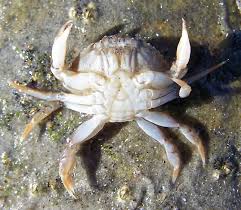 Image result for Cancer irroratus