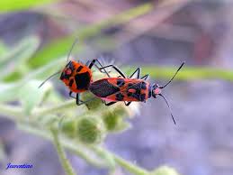 Attēlu rezultāti vaicājumam “Corizus hyoscyami imago”