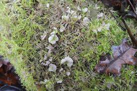 Attēlu rezultāti vaicājumam “Rimbachia neckerae”