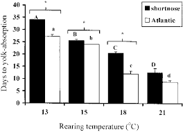 Image result for Huso brevirostrum