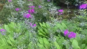 Attēlu rezultāti vaicājumam “Primula x margotae”