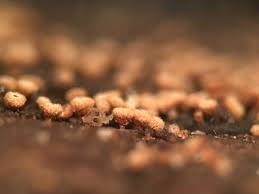 Attēlu rezultāti vaicājumam “Merismodes anomala”