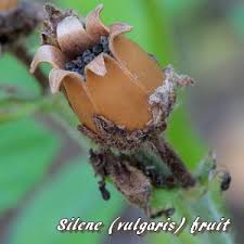 Attēlu rezultāti vaicājumam “Silene wolgensis”