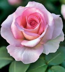 Image result for FOTO ROSA