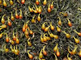 Attēlu rezultāti vaicājumam “Grimmia pulvinata”