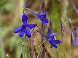Attēlu rezultāti vaicājumam “Consolida regalis flower”