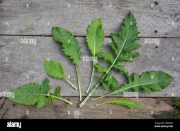 Attēlu rezultāti vaicājumam “Cirsium oleraceum”