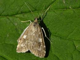 Attēlu rezultāti vaicājumam “Udea olivalis”