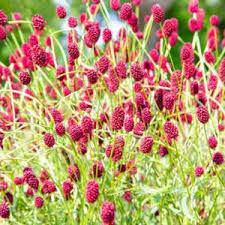 Image result for Sanguisorba minor