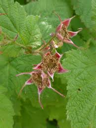 Attēlu rezultāti vaicājumam “Rubus parviflorus”