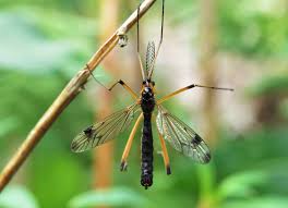 Attēlu rezultāti vaicājumam “Dictenidia bimaculata”