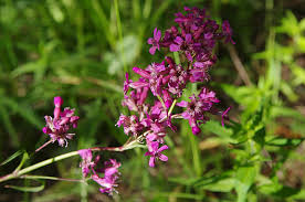 Attēlu rezultāti vaicājumam “Silene viscaria fruit”