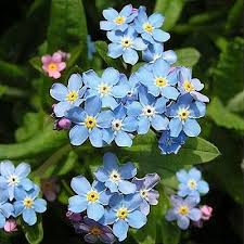 Image result for Myosotis sylvatica