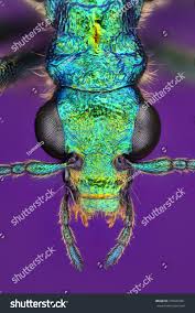 Attēlu rezultāti vaicājumam “Chrysanthia viridissima”