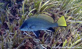 Image result for Sciaena umbra