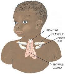Image result for Thymus