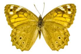 Attēlu rezultāti vaicājumam “Nymphalis xanthomelas underside”