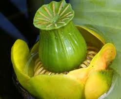 Attēlu rezultāti vaicājumam “Nuphar lutea fruit”