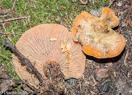 Attēlu rezultāti vaicājumam “Lactarius deterrimus”