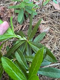 Attēlu rezultāti vaicājumam “Chimaphila umbellata leaf”