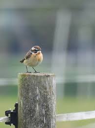 Attēlu rezultāti vaicājumam “Saxicola rubetra”