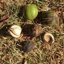 Attēlu rezultāti vaicājumam “Carya ovata fruit”