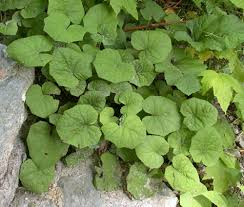 Attēlu rezultāti vaicājumam “Tussilago farfara leaf”