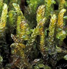 Attēlu rezultāti vaicājumam “Leiocolea rutheana”