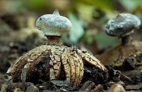 Attēlu rezultāti vaicājumam “Geastrum”