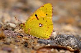 Attēlu rezultāti vaicājumam “Colias croceus underside”