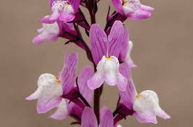 Attēlu rezultāti vaicājumam “Linaria loeselii bud”