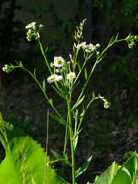 Attēlu rezultāti vaicājumam “Erigeron annuus leaf”
