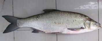 Image result for Aspius aspius