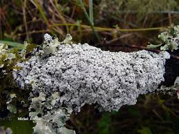 Attēlu rezultāti vaicājumam “Pertusaria amara”