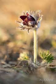 Attēlu rezultāti vaicājumam “Pulsatilla pratensis bud”
