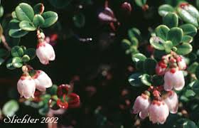 Attēlu rezultāti vaicājumam “Vaccinium vitis-idaea bud”