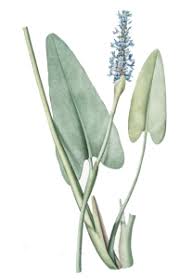 Attēlu rezultāti vaicājumam “Armeria vulgaris bud”