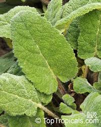 Image result for Salvia sclarea