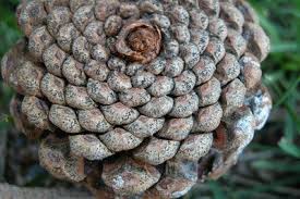 Attēlu rezultāti vaicājumam “Badhamia capsulifera var. arborea sessile”