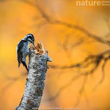 Attēlu rezultāti vaicājumam “Picoides tridactylus”