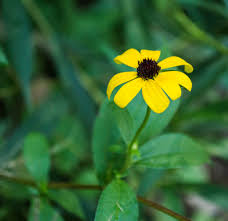 Attēlu rezultāti vaicājumam “Rudbeckia hirta var. pulcherrima flower”